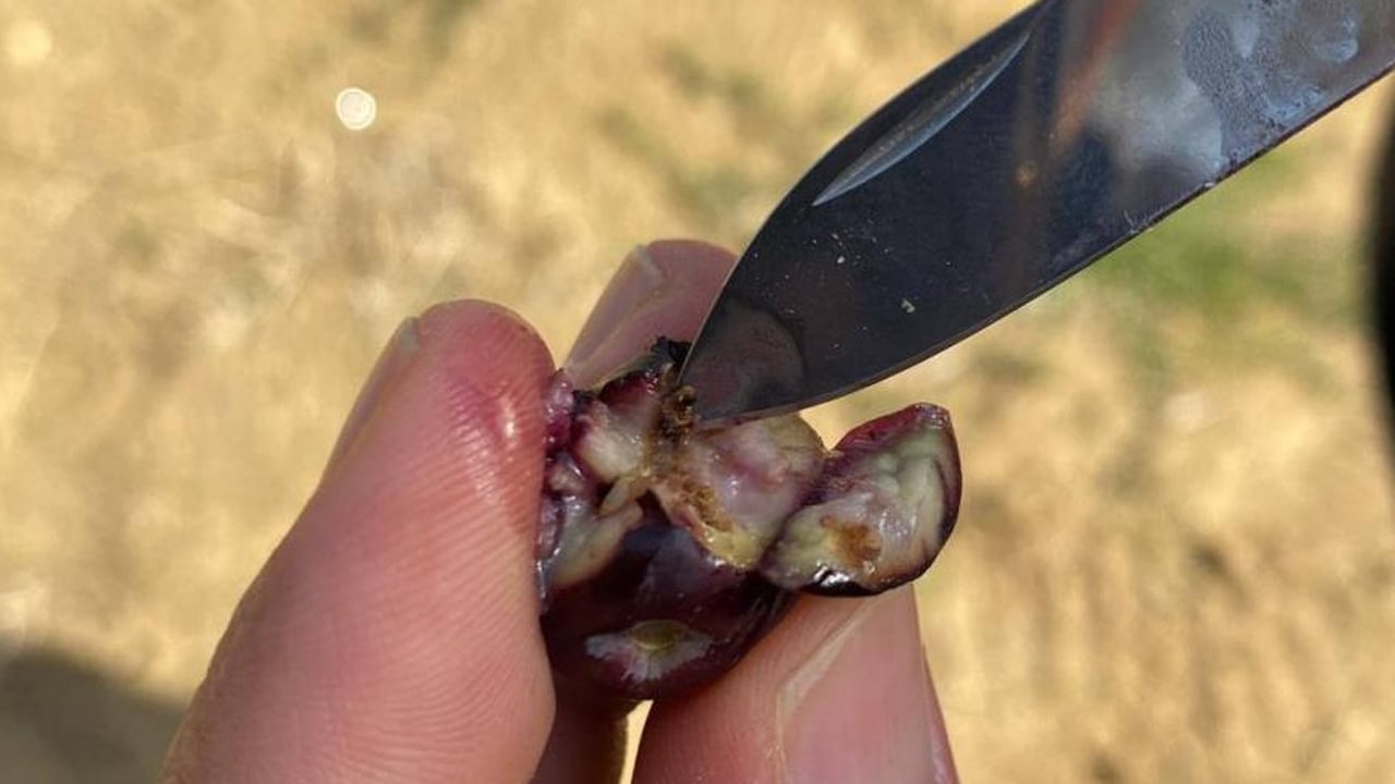 Foto - Zeytin sineğine karşı acil uyarı geldi! Zeytin hasadı başladı ama o ilimizden kötü haber geldi... İlişkin açıklama