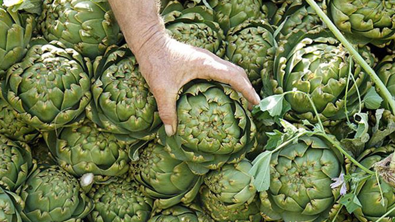 Foto - Zeytinyağlıdan çok daha fazlası! Enginarın vücuda etkisi beklenenden büyük