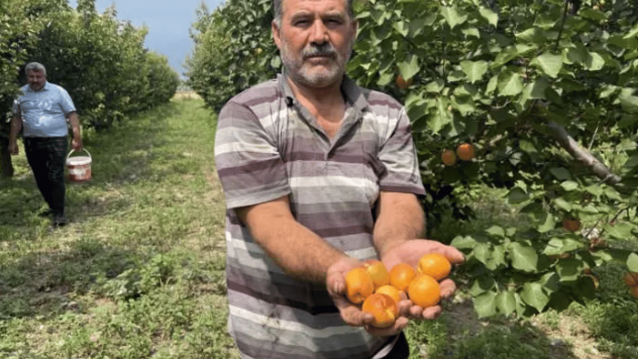 Foto - Ziraat mühendisinin tavsiyesine uydu! 6 yıldır dalları kırarak hasat yapıyor!