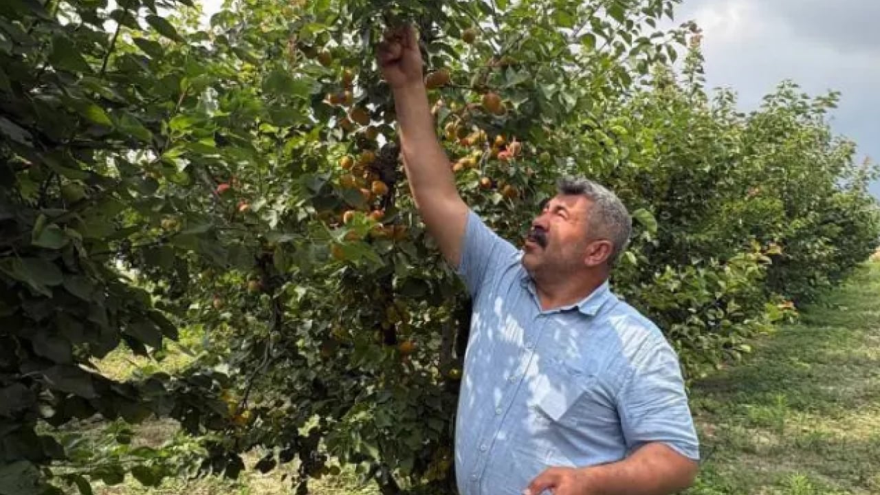 Ziraat mühendisinin tavsiyesine uydu! 6 yıldır dalları kırarak hasat yapıyor!