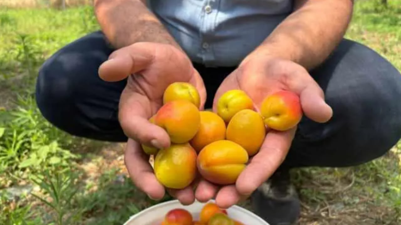 Foto - Ziraat mühendisinin tavsiyesine uydu! 6 yıldır dalları kırarak hasat yapıyor!