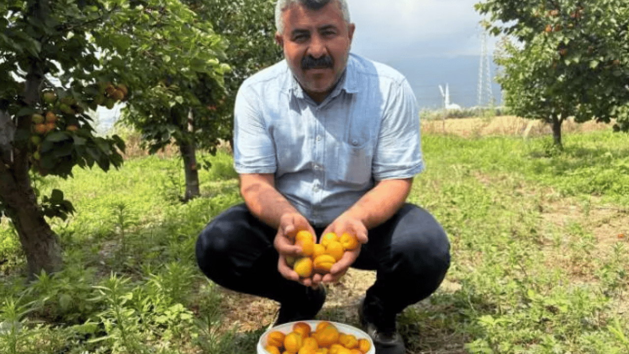 Foto - Ziraat mühendisinin tavsiyesine uydu! 6 yıldır dalları kırarak hasat yapıyor!