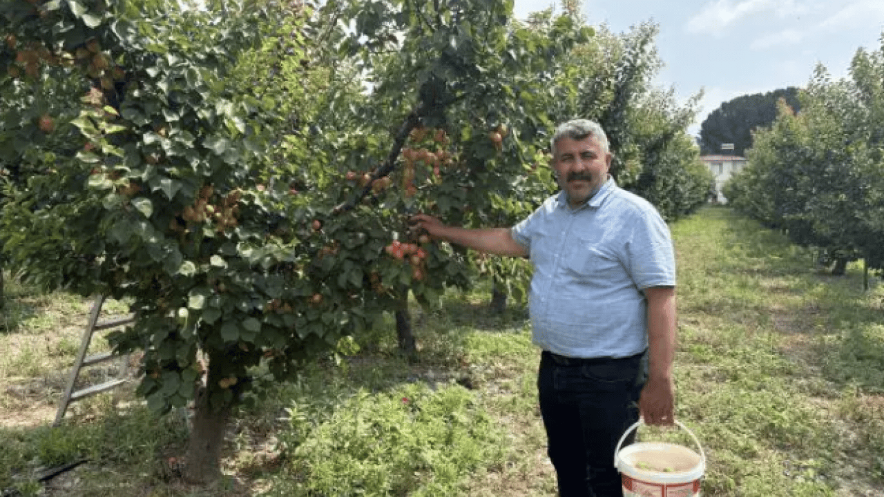 Foto - Ziraat mühendisinin tavsiyesine uydu! 6 yıldır dalları kırarak hasat yapıyor!