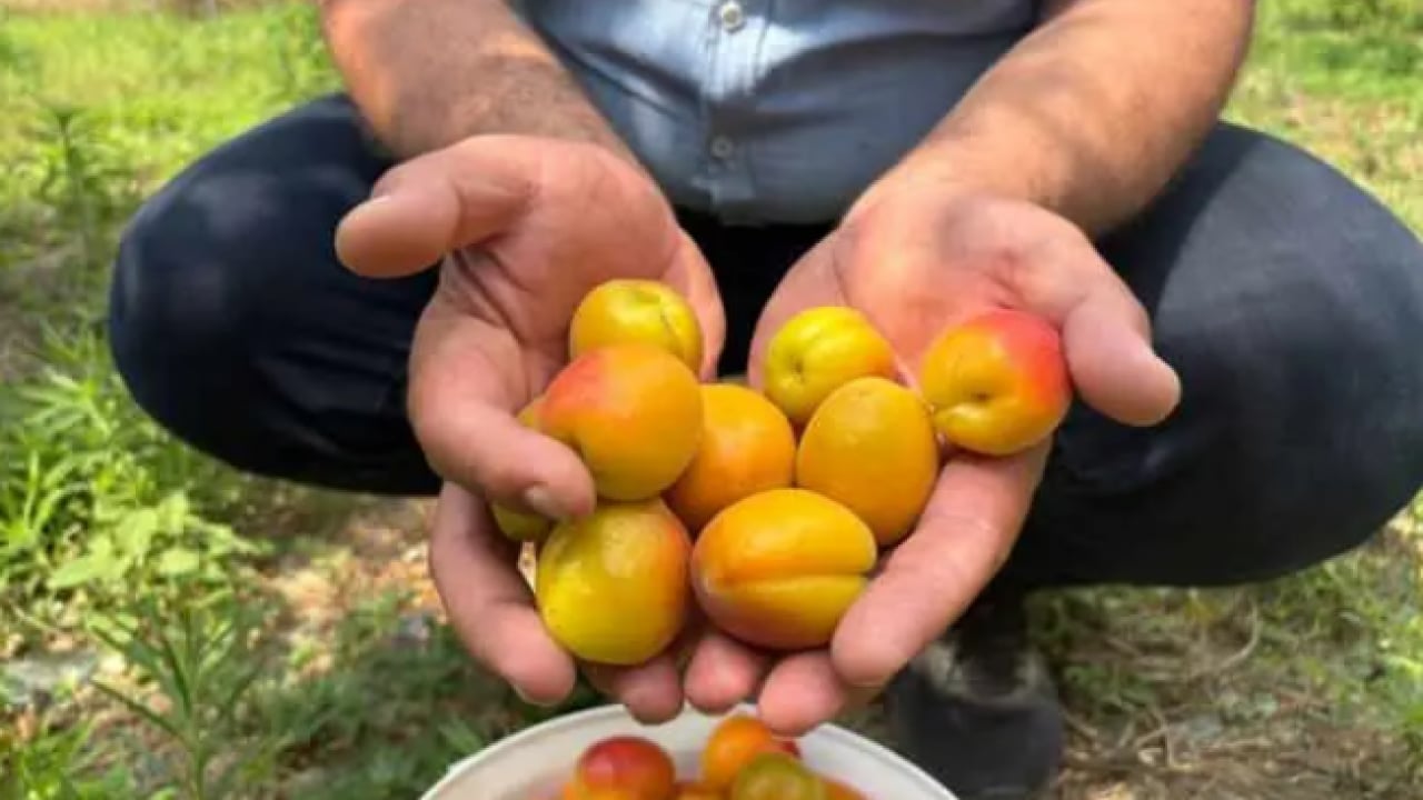 Foto - Ziraat mühendisinin tavsiyesine uydu! 6 yıldır dalları kırarak hasat yapıyor!