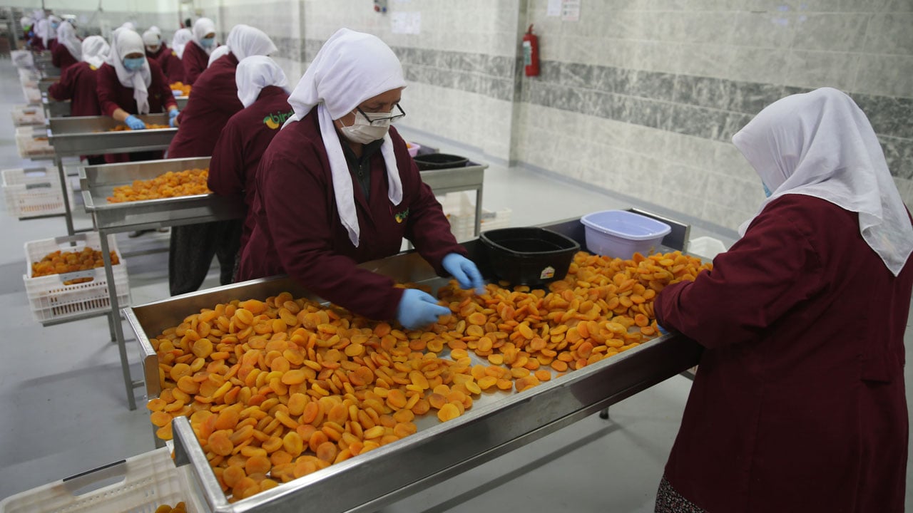 Foto - Zirai dona rağmen milyonlarca dolar kazandırdı!