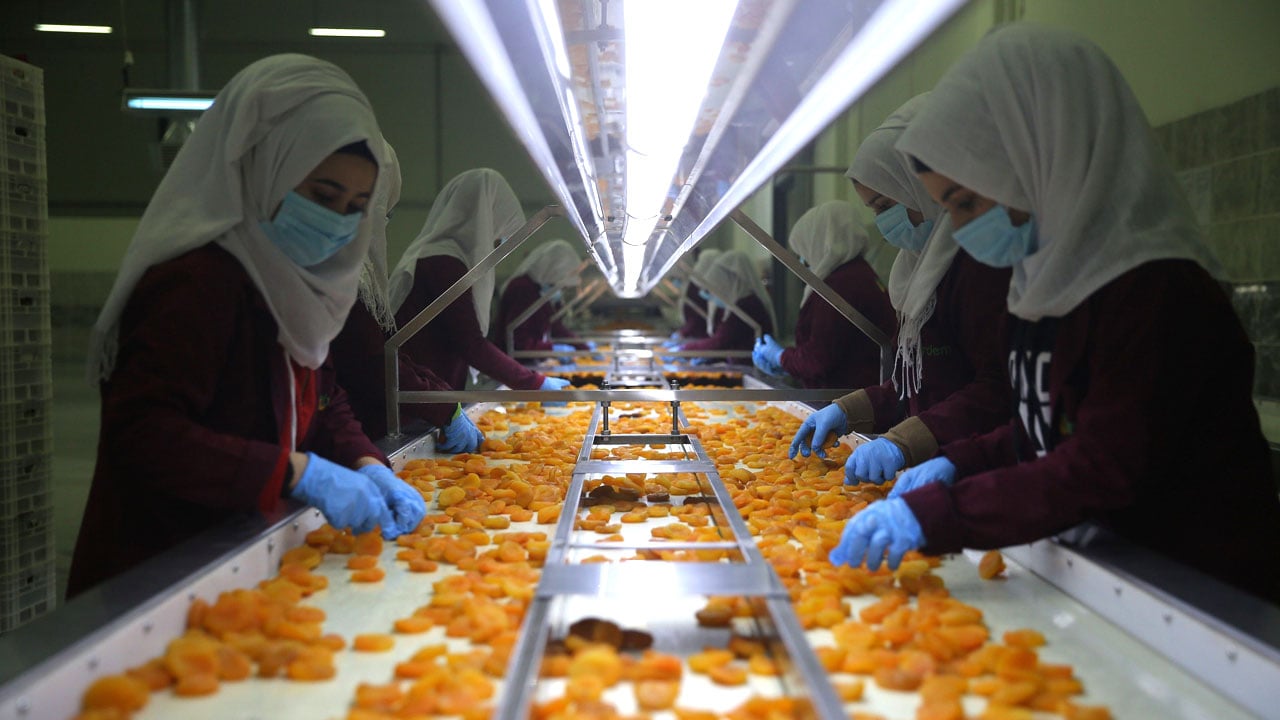 Foto - Zirai dona rağmen milyonlarca dolar kazandırdı!