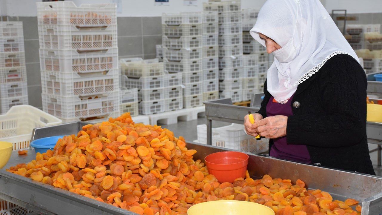Foto - Zirai dona rağmen milyonlarca dolar kazandırdı!