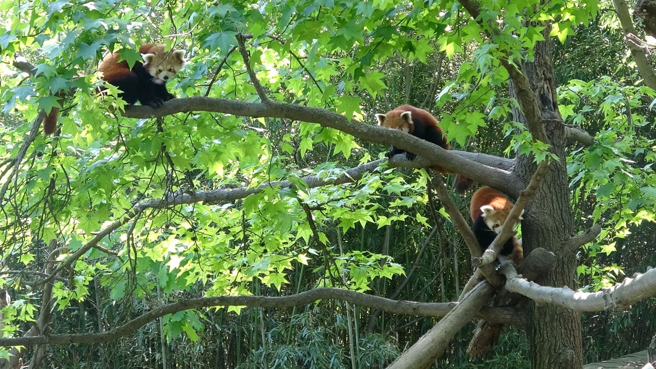 Foto - Ziyaretçilerin gözdesi oldular! Ay ve Güneş 11 aylık oldu