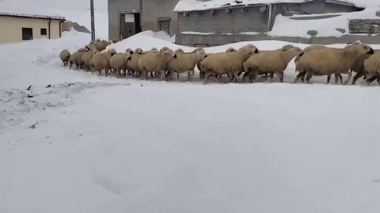 Foto - Zorlu şartlarda yaşam mücadelesi! Kar 2 metreyi geçti, çareyi atta buldu