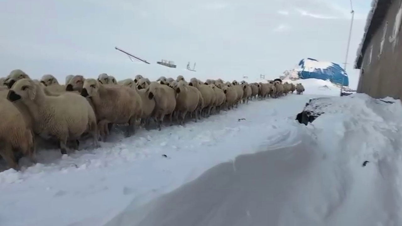 Foto - Zorlu şartlarda yaşam mücadelesi! Kar 2 metreyi geçti, çareyi atta buldu