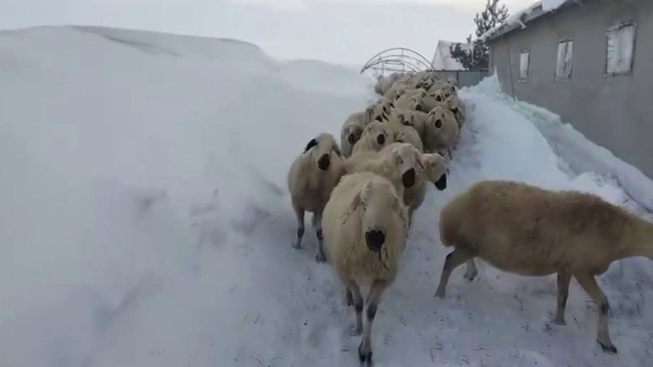 Foto - Zorlu şartlarda yaşam mücadelesi! Kar 2 metreyi geçti, çareyi atta buldu