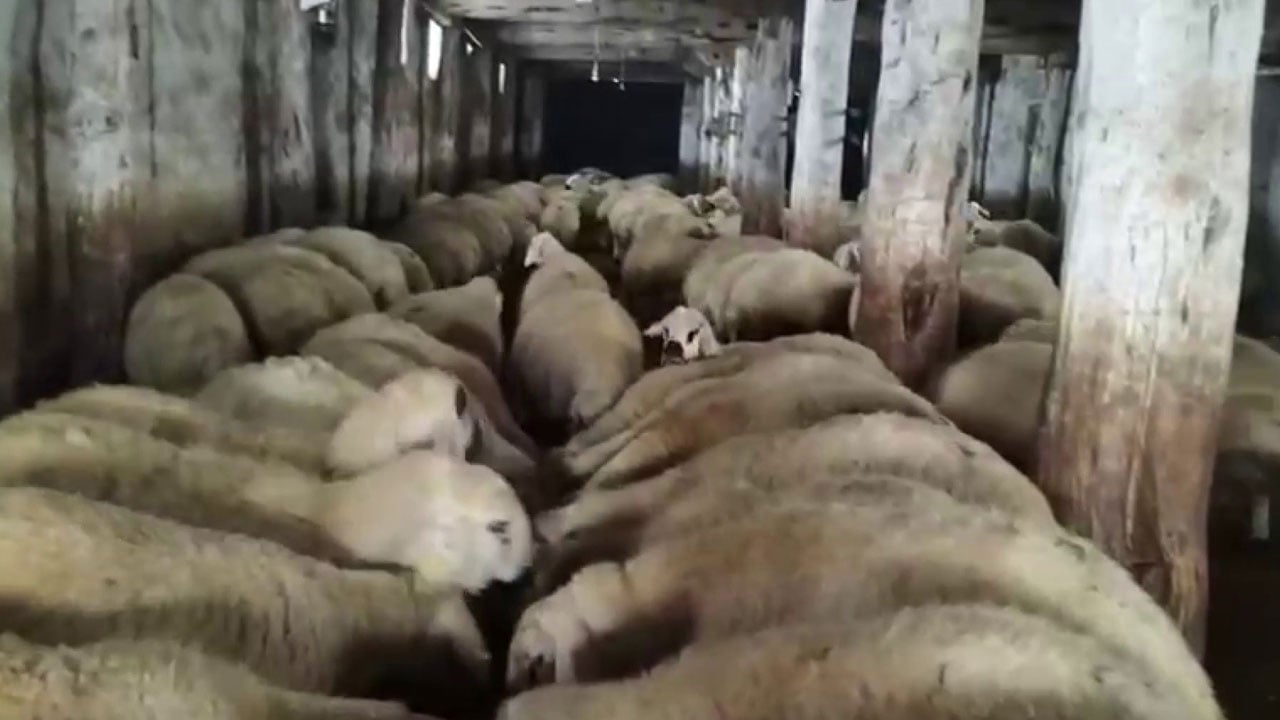Foto - Zorlu şartlarda yaşam mücadelesi! Kar 2 metreyi geçti, çareyi atta buldu