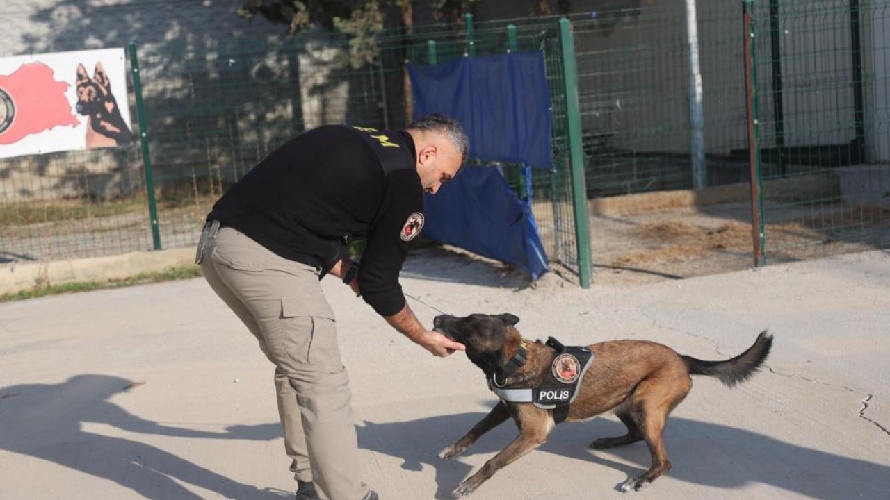 Foto - Zulaları burunlarıyla patlatıyorlar