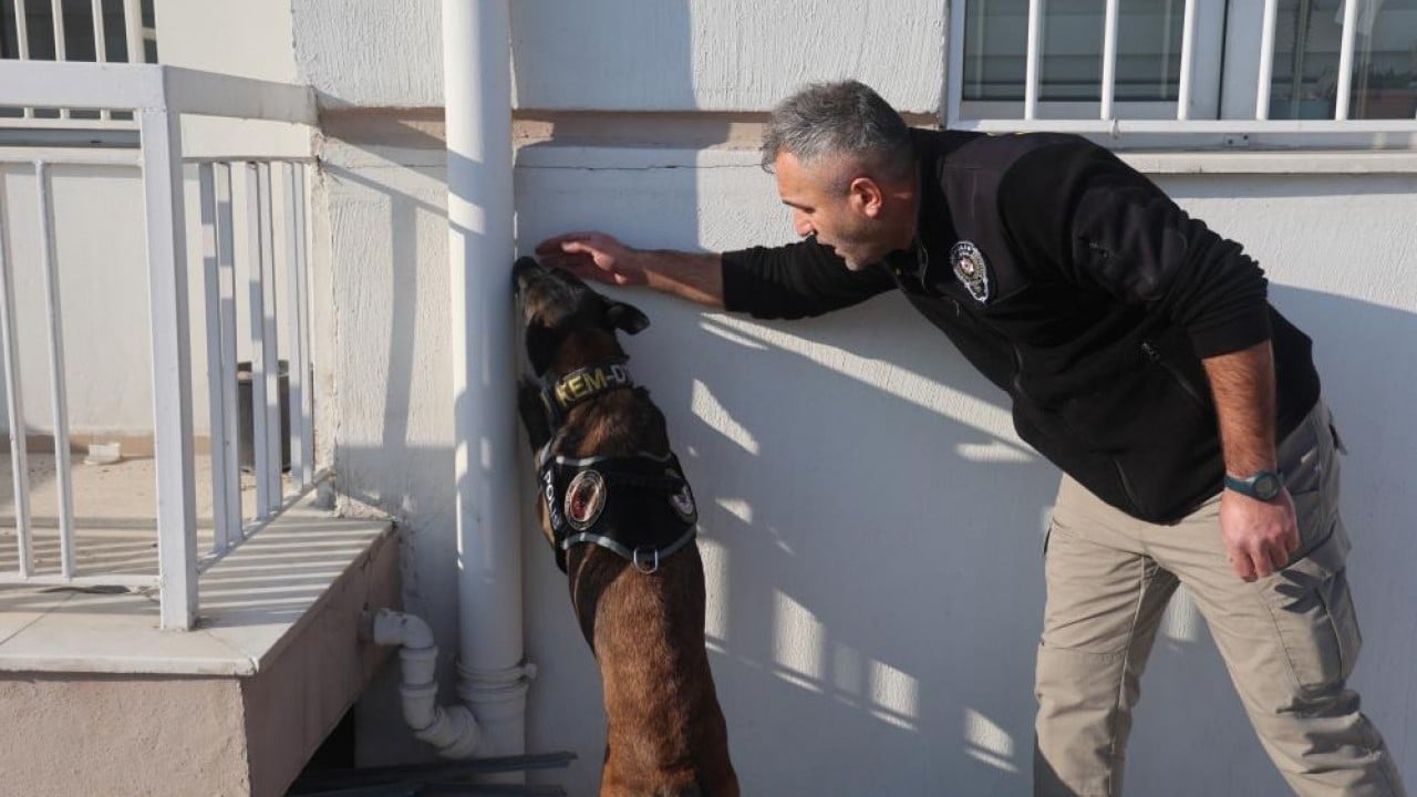 Foto - Zulaları burunlarıyla patlatıyorlar