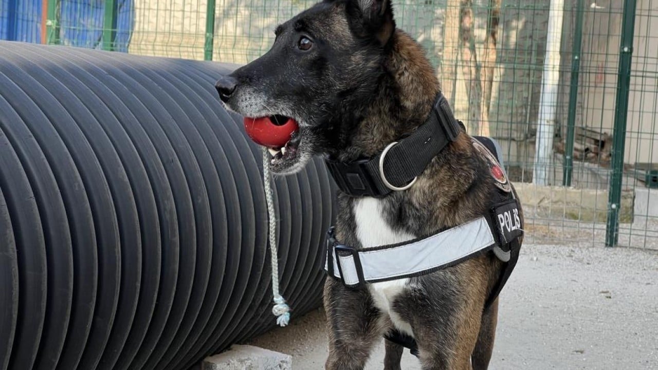 Foto - Zulaları burunlarıyla patlatıyorlar