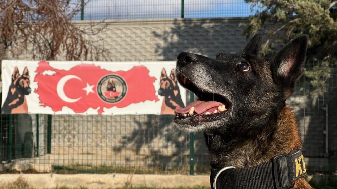 Zulaları burunlarıyla patlatıyorlar