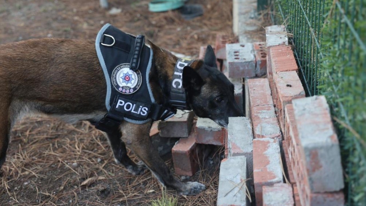 Foto - Zulaları burunlarıyla patlatıyorlar