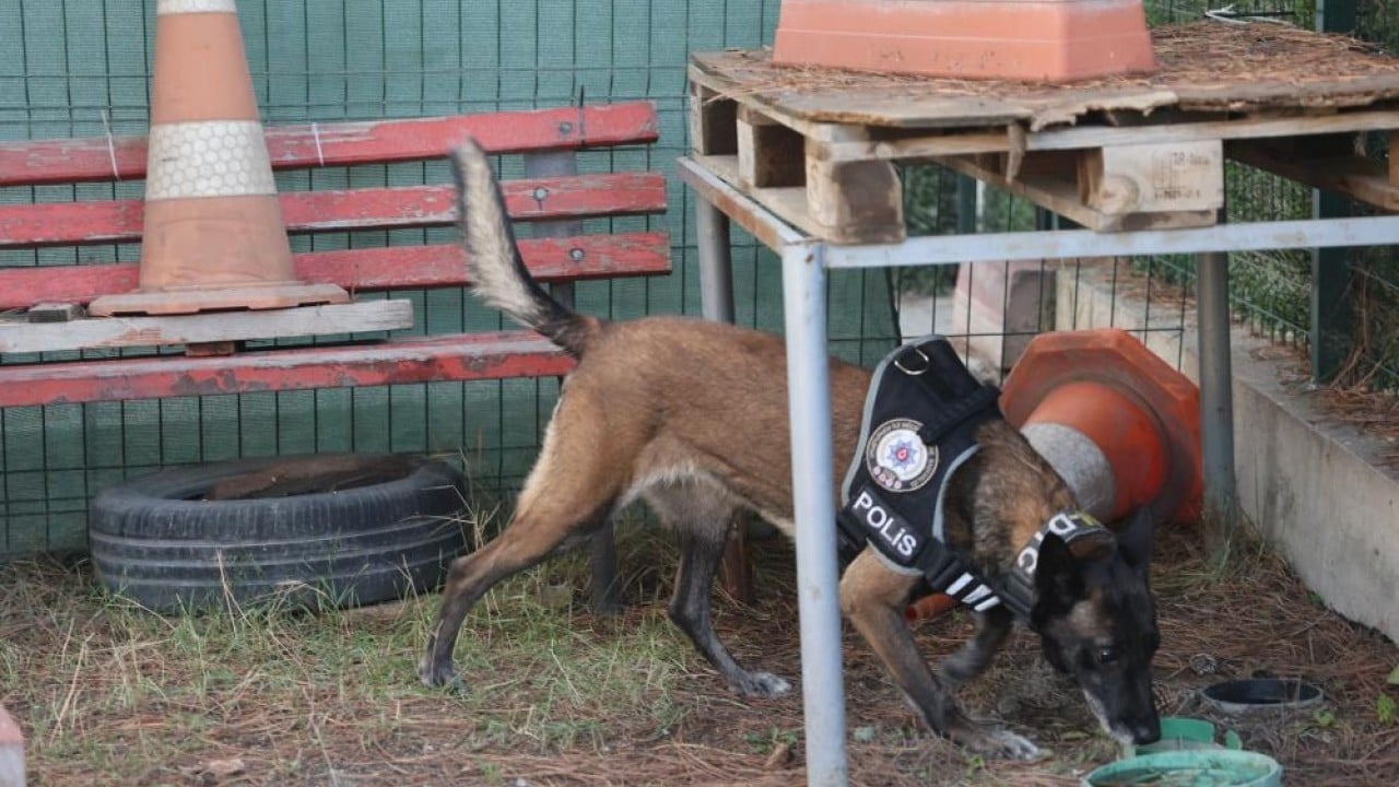 Foto - Zulaları burunlarıyla patlatıyorlar