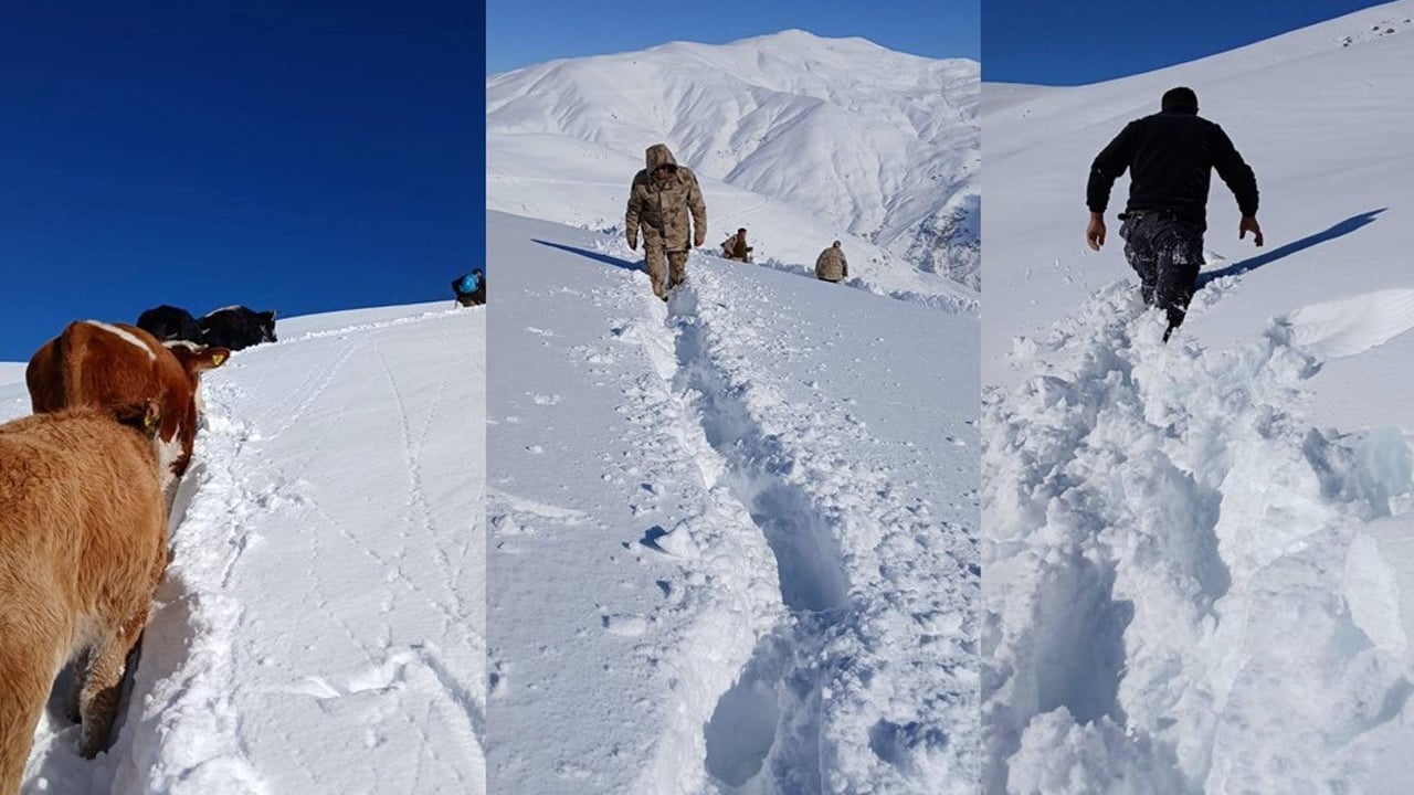 1.5 metre karda 2 gün süren ‘büyükbaş operasyonu’