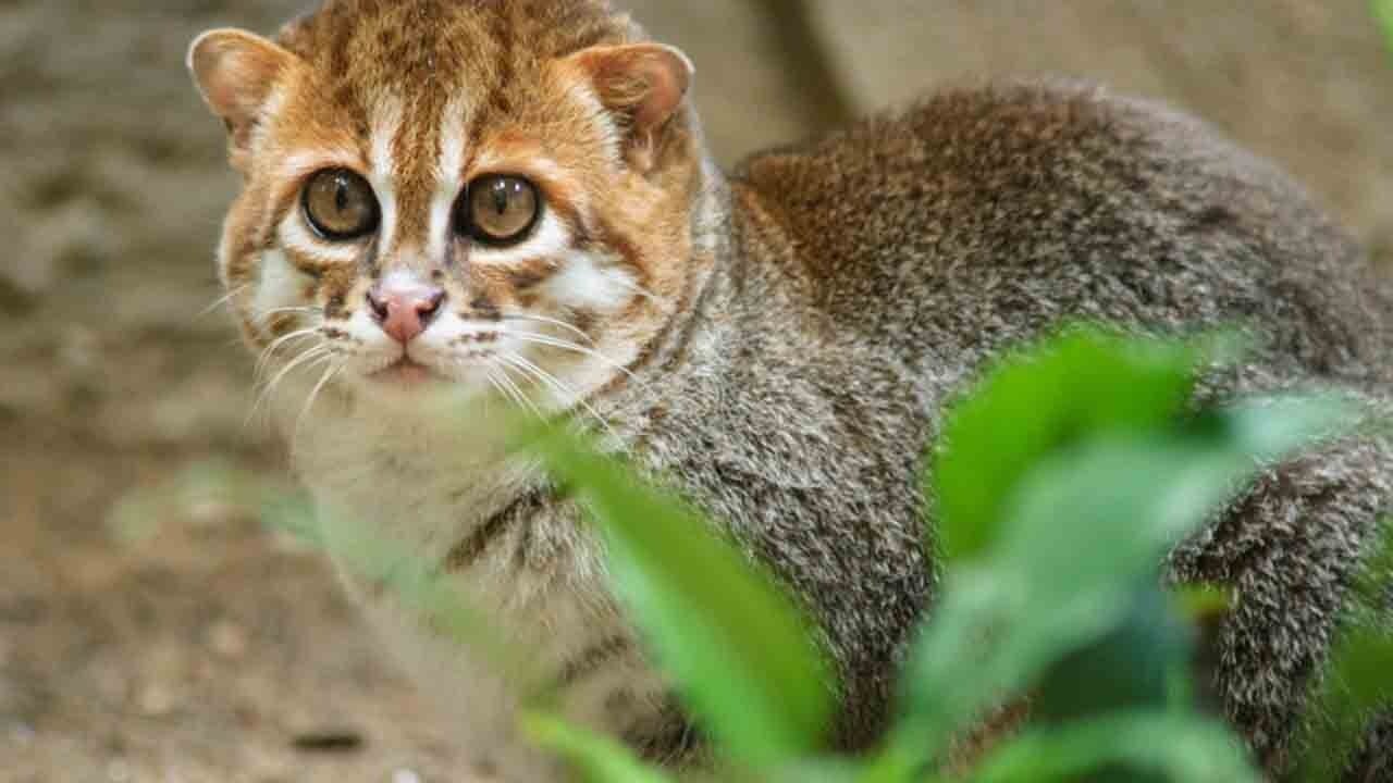 30 yıl sonra geri döndü: Tayland’da yassı başlı kedi yavrusuyla görüntülendi