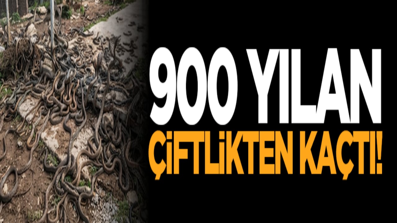 900 yılan çiftlikten kaçtı!