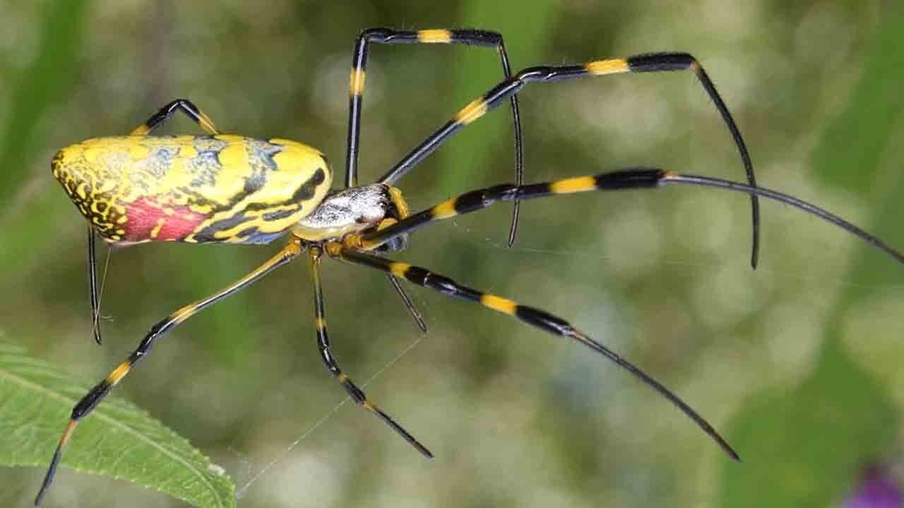ABD’de Joro kabusu: İnsan eli büyüklüğünde örümcekler hızla yayılıyor