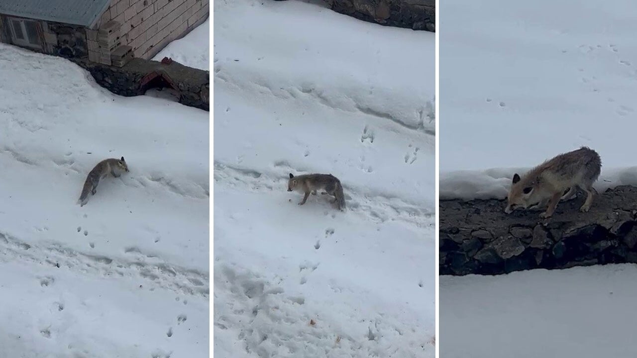 Aç kalıp kapıya gelen tilkiyi elleriyle besledi