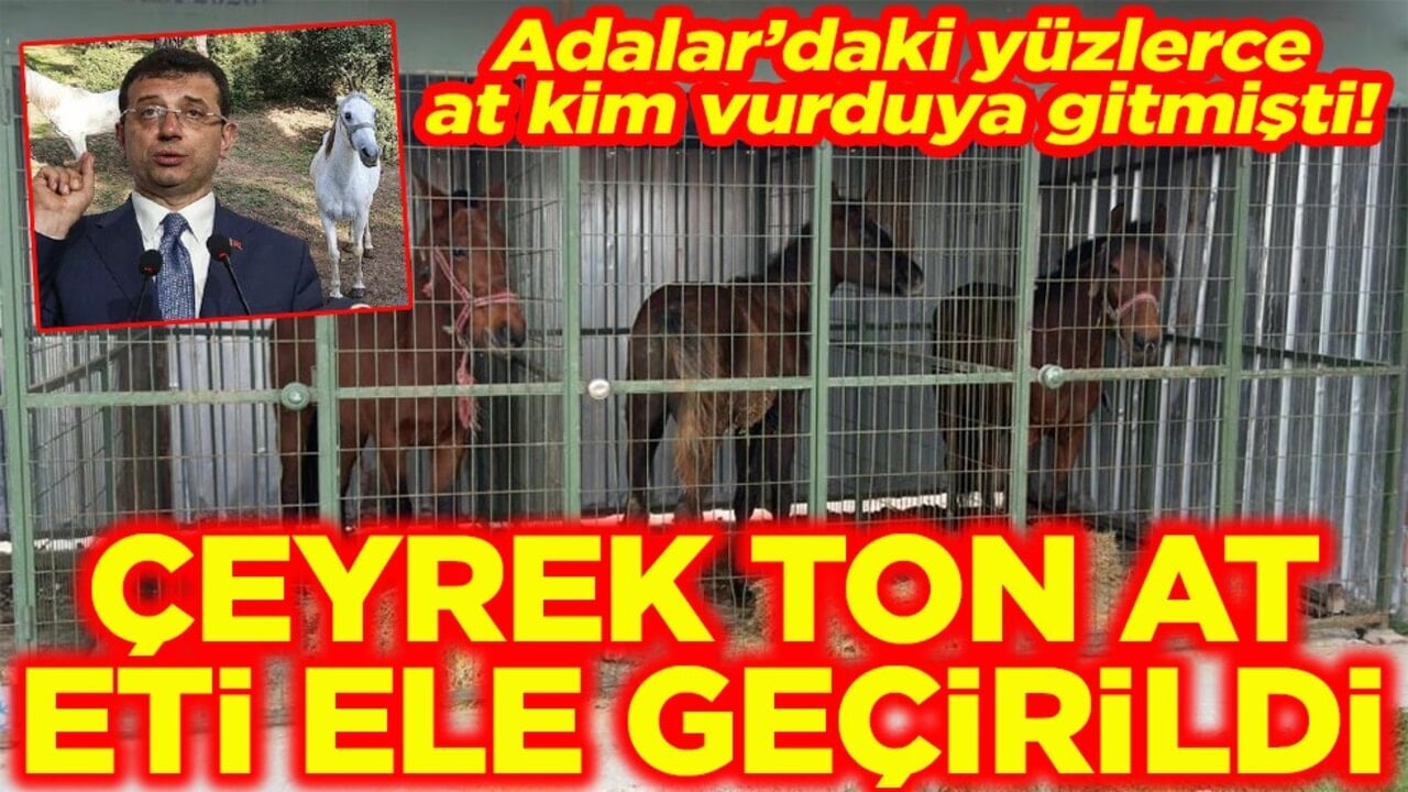 Adalar’daki yüzlerce at kim vurduya gitmişti Çeyrek ton at eti ele geçirildi