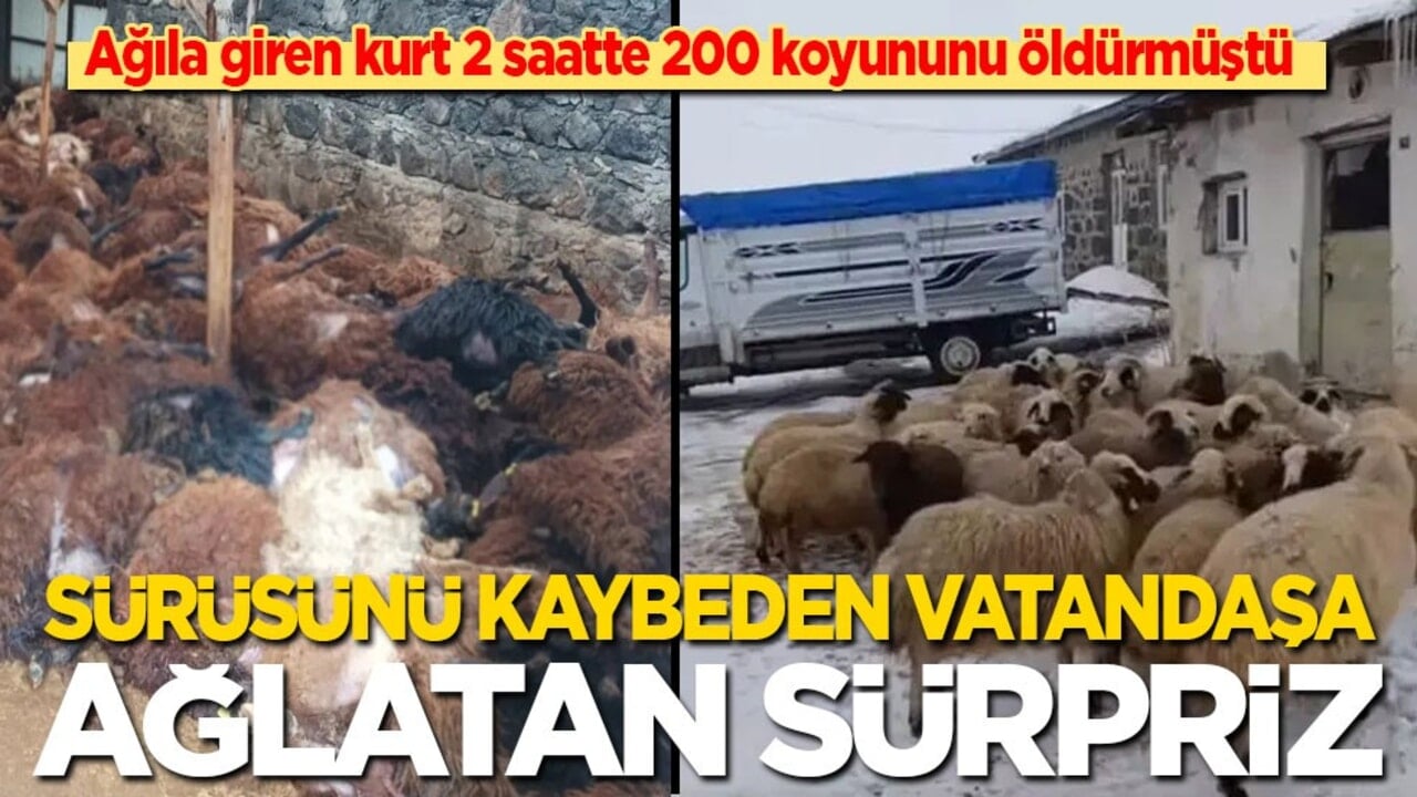 Ağıla giren kurt 2 saatte 200 koyunu öldürmüştü: Sürüsünü kaybeden vatandaşa ağlatan sürpriz!