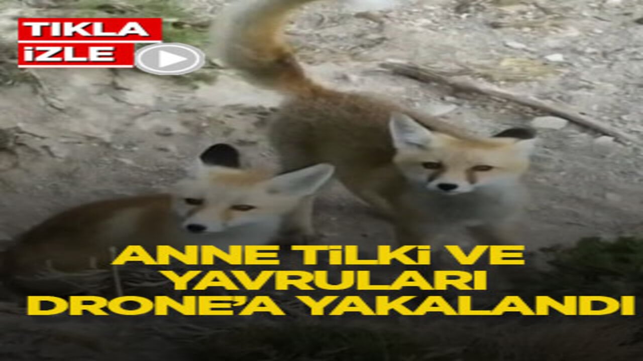 Anne tilki ve yavruları drone’a yakalandı