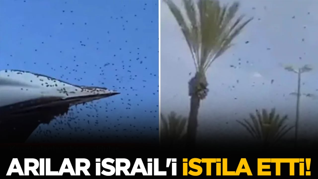 Arılar İsrail'i istila etti!