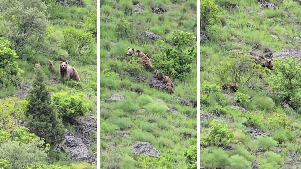 Ayı ve yavruları nara atan adamdan arkalarına bakmadan kaçtı!