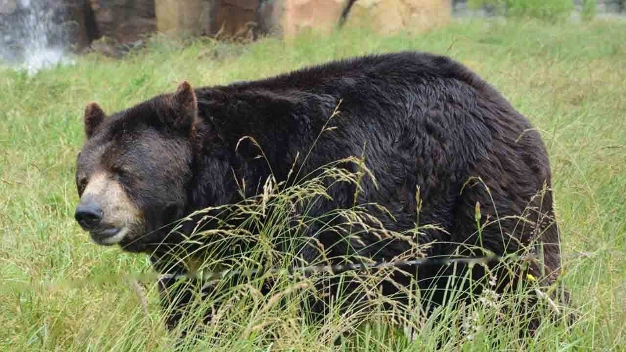 Ayılar tatbikatı durdurdu: ABD Deniz Piyadeleri Japonya’da zor anlar yaşadı