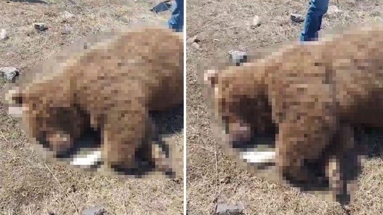 Ayıya TIR çarptı! Olay yerinde telef oldu