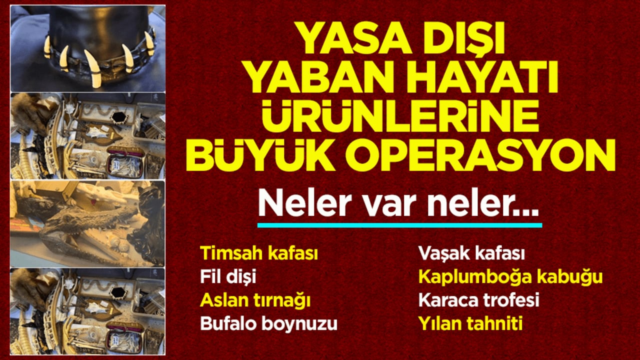 Bakanlık operasyon yaptı! Yasa dışı yaban hayatı ürünlerine el konuldu
