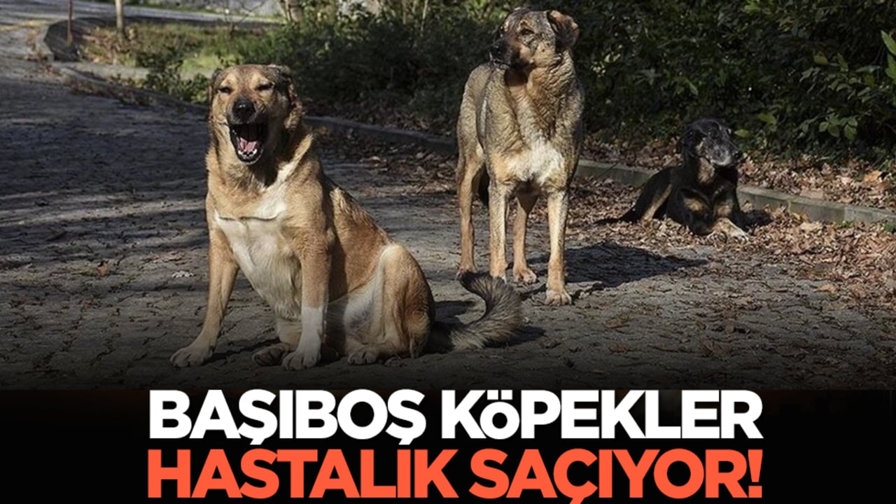Başıboş köpekler hastalık saçıyor!