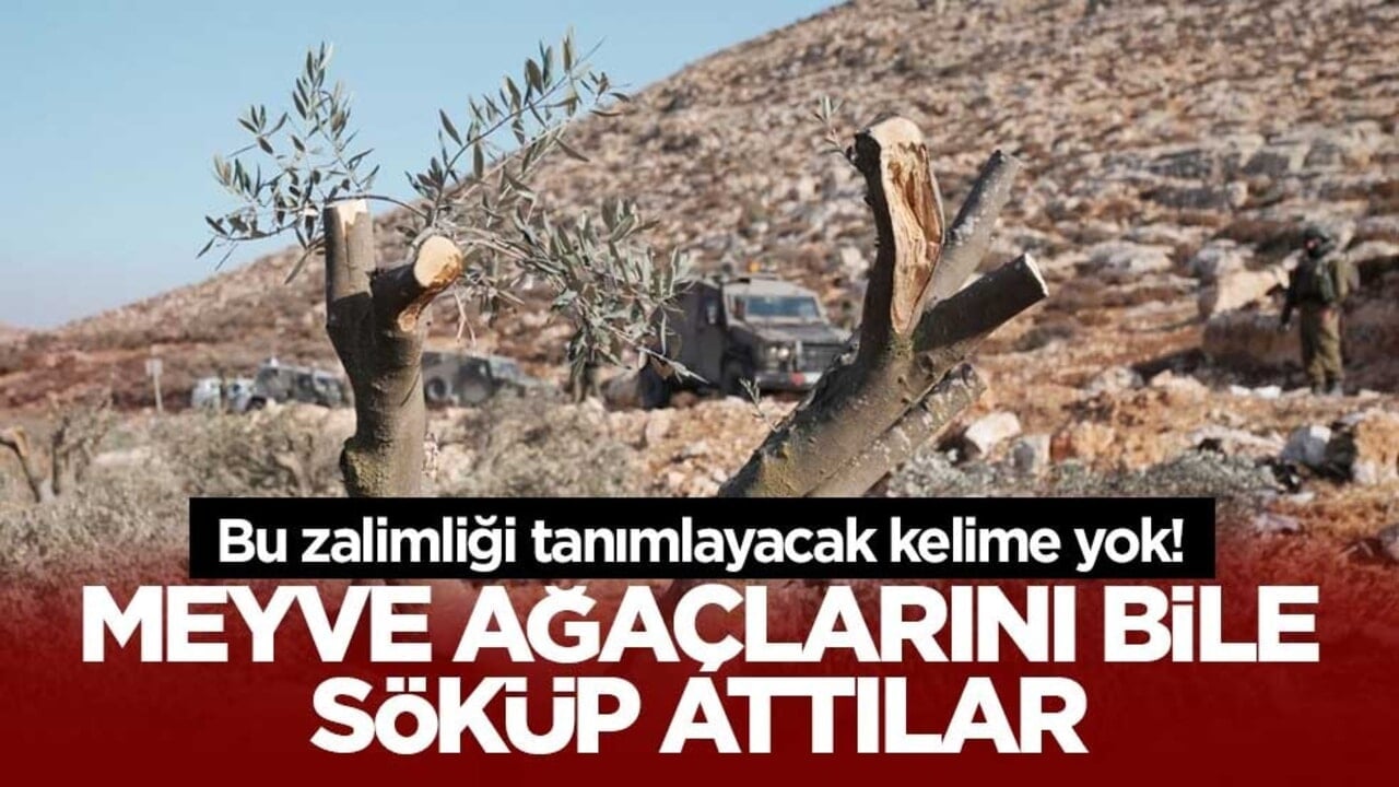 Bu zalimliği tanımlayacak kelime yok! Meyve ağaçlarını bile söküp attılar