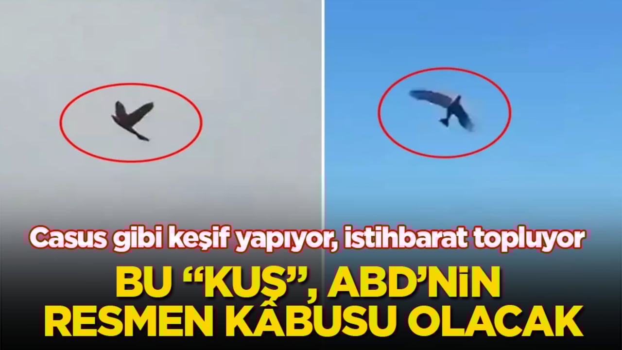 Casus gibi keşif yapıyor, en gizli istihbaratları topluyor! Bu "kuş", ABD’nin resmen kâbusu olacak