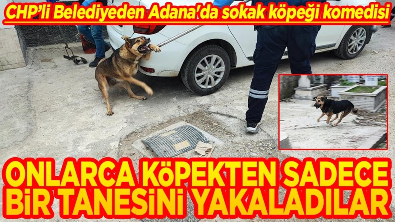 CHP'li belediyeden Adana'da sokak köpeği komedisi Onlarca köpekten sadece bir tanesini yakaladılar