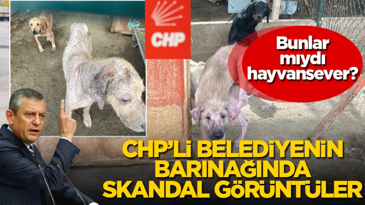 CHP’li belediyenin barınağında skandal görüntüler! Bunlar mıydı hayvansever? 
