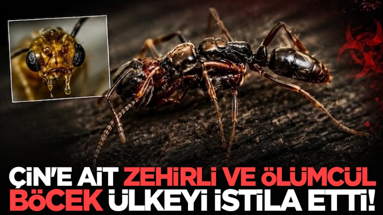 Çin'e ait zehirli ve ölümcül böcek ülkeyi istila etti!
