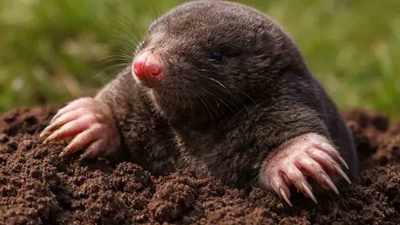 Çitlere asılan köstebekler sosyal medyayı ikiye böldü