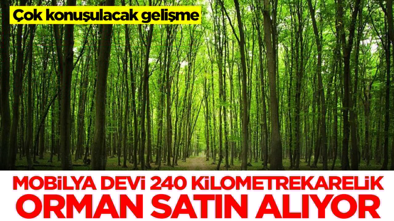 Çok konuşulacak gelişme: Mobilya devi 240 kilometrekarelik orman satın alıyor