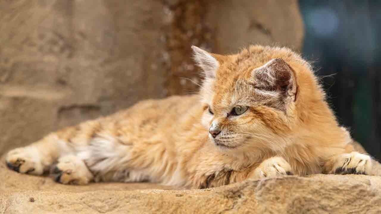 Çölün sessiz savaşçısı: Havlayan kedi