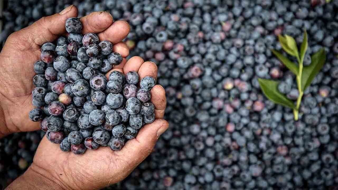 Damarlar canlanıyor: Beyin ve bağırsak harekete geçiyor