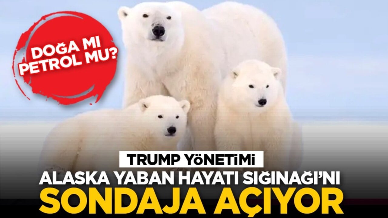 Doğa mı Petrol mu? Trump yönetimi Alaska Yaban Hayatı Sığınağı’nı sondaja açıyor