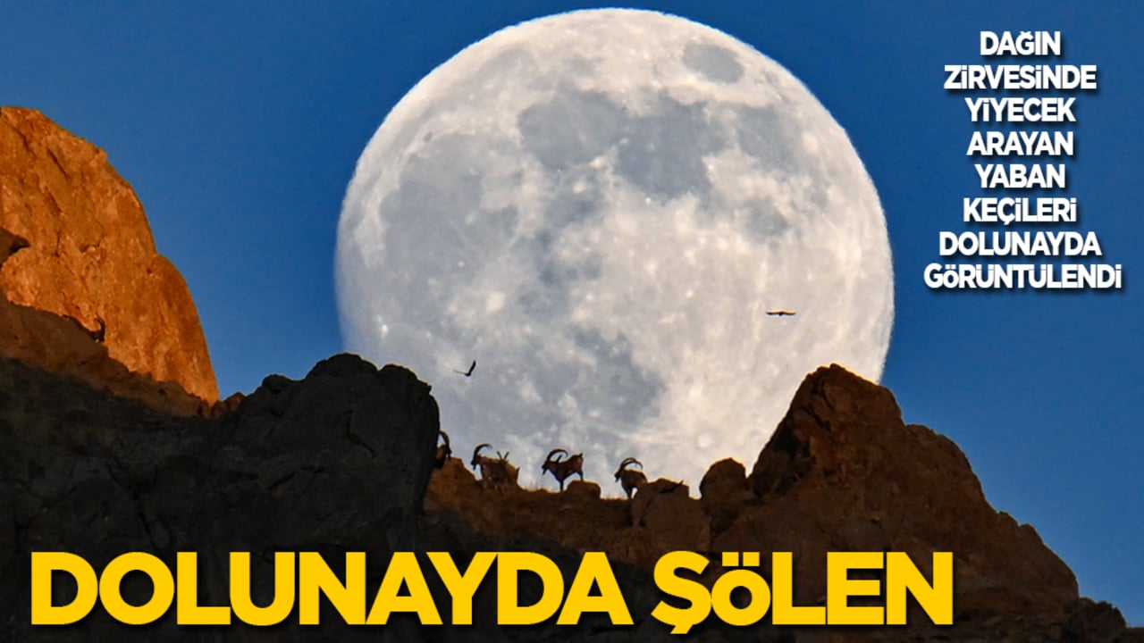 Dolunayda şölen! Dağın zirvesinde yiyecek arayan yaban keçileri dolunayda görüntülendi