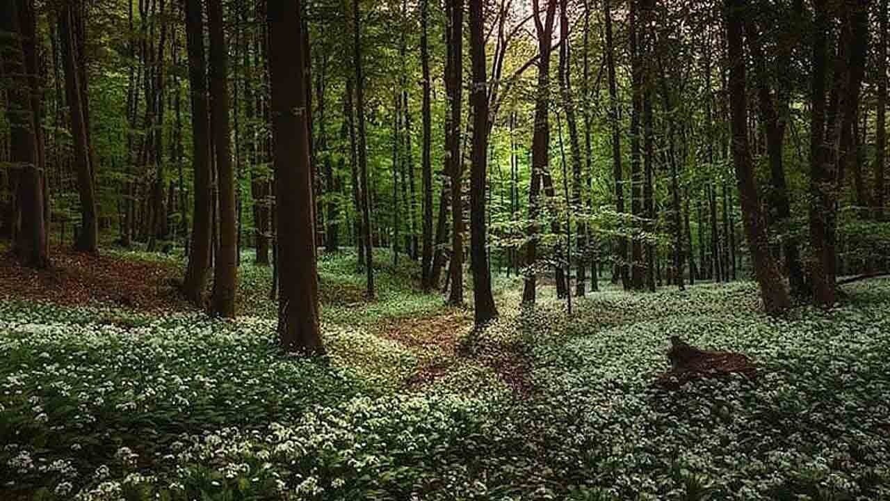 Dünya ormanları tekdüzeleşiyor: Nadir türler yok olma tehlikesiyle karşı karşıya