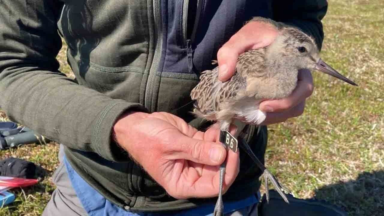 Dünyayı aşan minik gezgin: 13 bin kilometrelik rekor