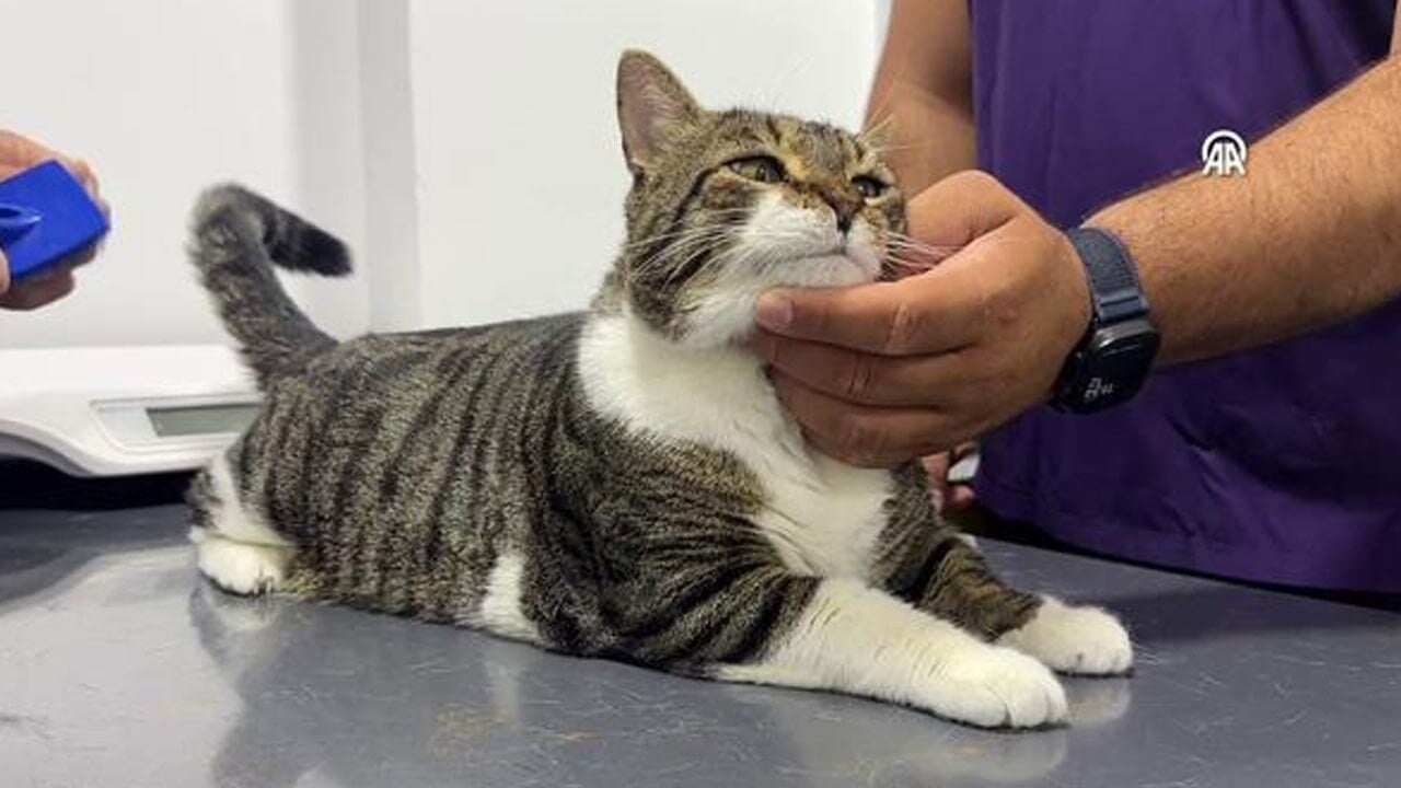 Evcil hayvanlarda yeni uygulama: Kimliklendirme süresi 31 Aralık 2025’e uzatıldı